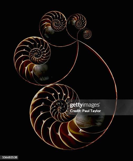 Taylor Shell Photos and Premium High Res Pictures - Getty Images