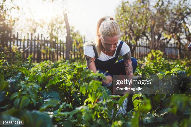 woman on the organic farm - crucifers stock pictures, royalty-free photos & images