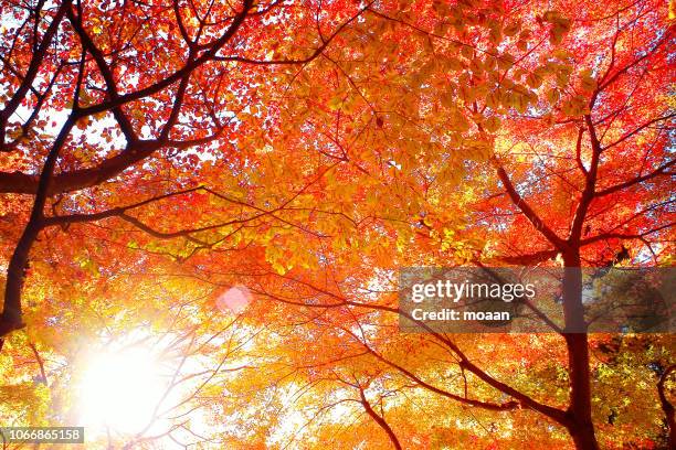 autumn sunshine - japanese fall foliage stock pictures, royalty-free photos & images