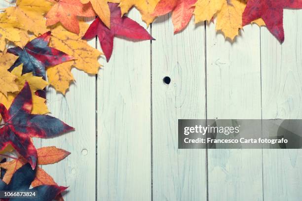 autumn leaf - texture carta stock pictures, royalty-free photos & images