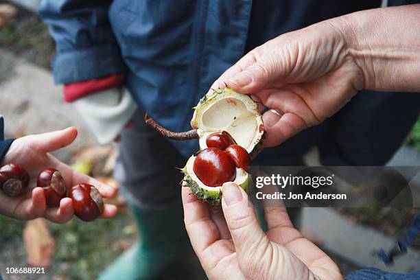 horse chestnuts - horse chestnut seed stock pictures, royalty-free photos & images