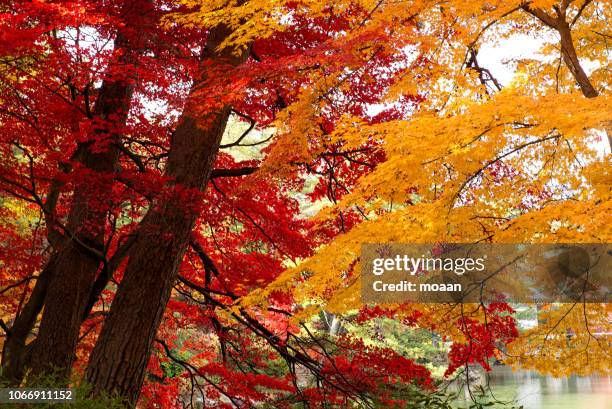 autumn trees - japanese maple stock pictures, royalty-free photos & images