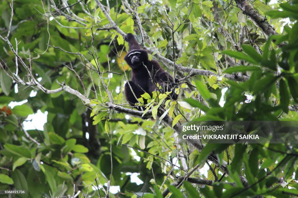 Hoollongapar Gibbon