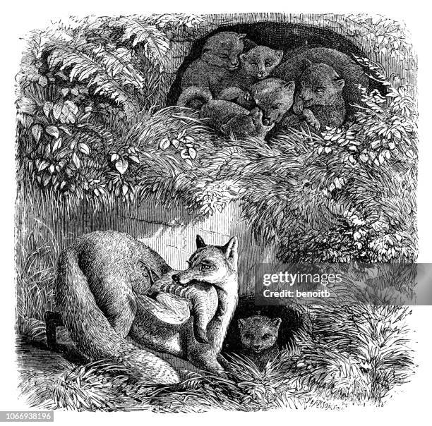 fuchs mit ihrem welpen in ihre höhle - vuxen stock-grafiken, -clipart, -cartoons und -symbole