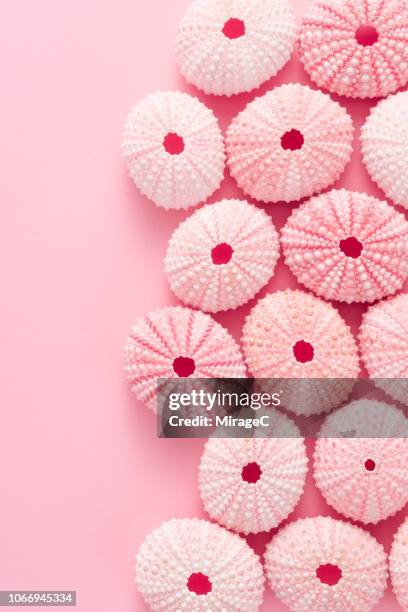 pink seashell - sea urchin stockfoto's en -beelden