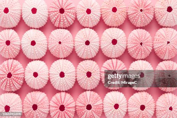 pink seashell - sea urchin stockfoto's en -beelden