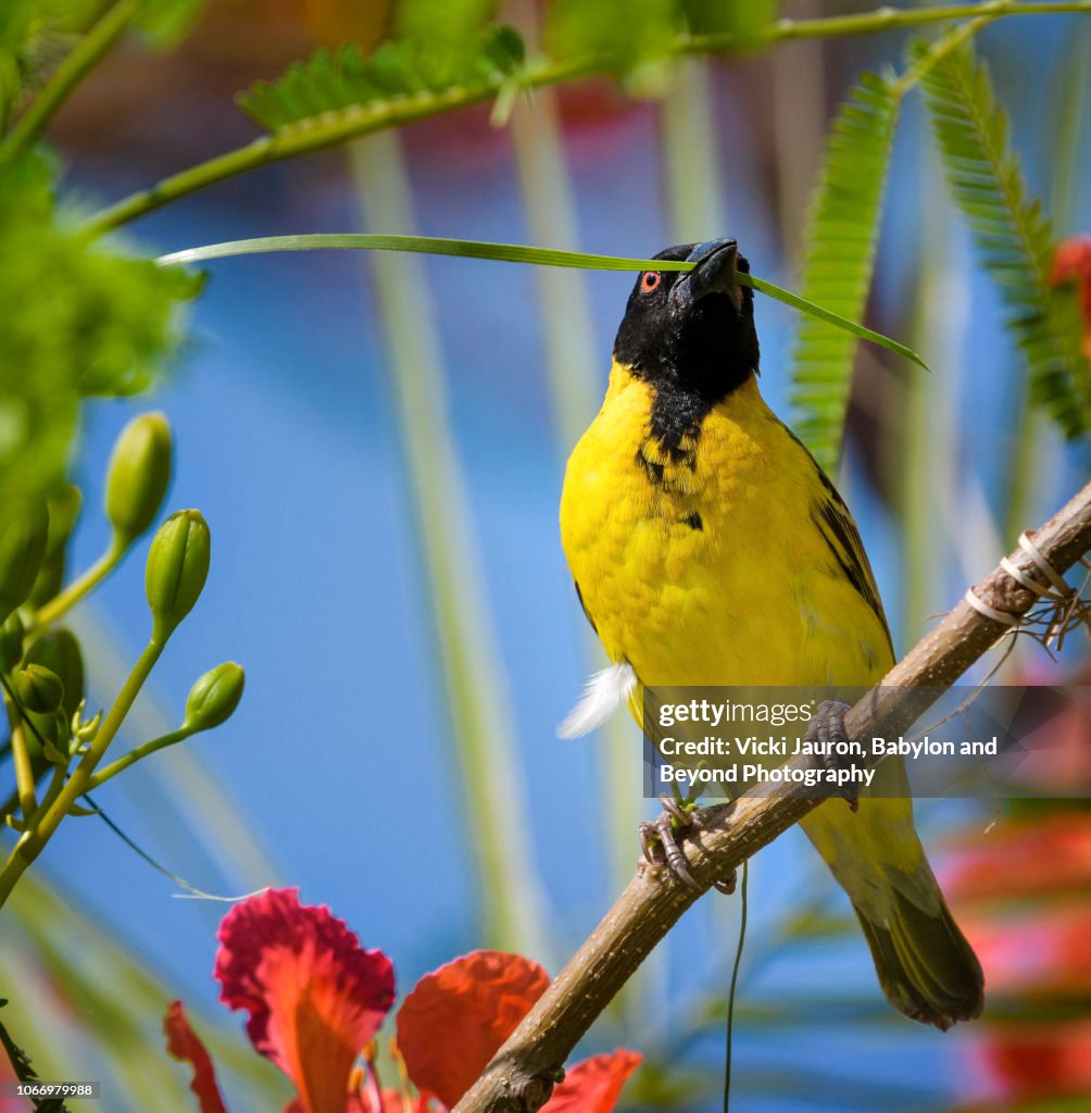 Close Up of Masked Weaver Bird with Palm Frond for Nesting at Matusadona, Zimbabwe