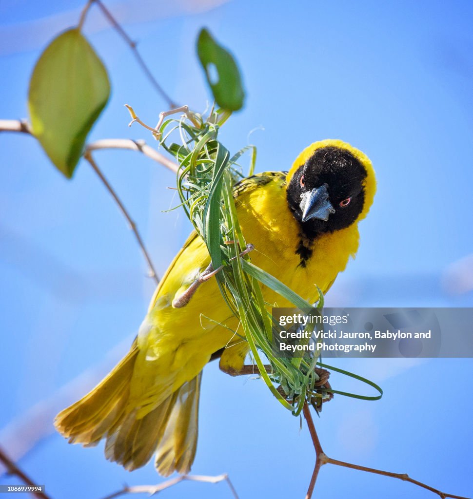 Masked Weaver Bird Looking Down from New Nest at Matusadona, Zimbabwe