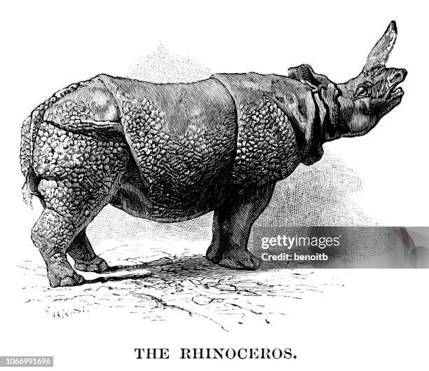 rhinoceros - javan rhino stock illustrations