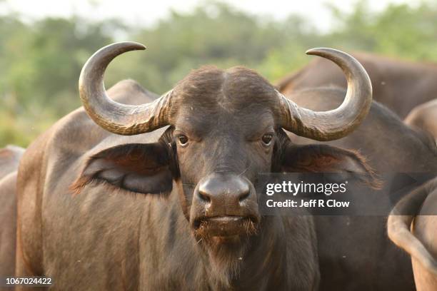 wild cape buffalo portrait in south africa - horn of africa stock-fotos und bilder