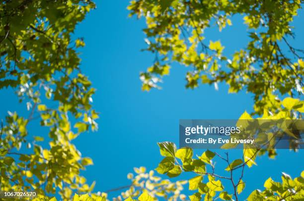 green leaves frame - circondare foto e immagini stock