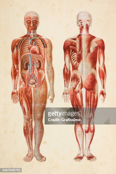illustrazioni stock, clip art, cartoni animati e icone di tendenza di corpo umano con muscoli e organi interni - parte del corpo umano