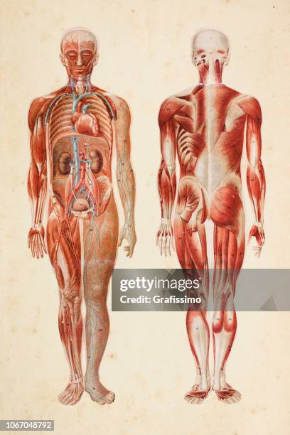 human body with muscles and internal organs - figure stock illustrations