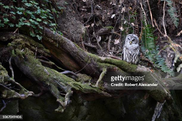 Northern Spotted Owl watches fo prey beside a small stream in Muir Woods National Monument north of San Francisco, California.