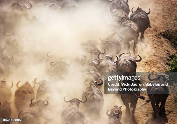 cape buffalo and dust running uphill at chitake springs, mana pools, zimbabwe - africa migration stock pictures, royalty-free photos & images