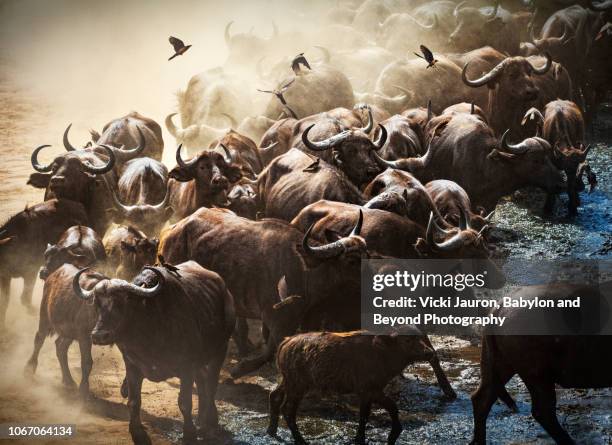 herd of cape buffalo and oxpeckers running at chitake springs, mana pools, zimbabwe - african buffalo stock pictures, royalty-free photos & images