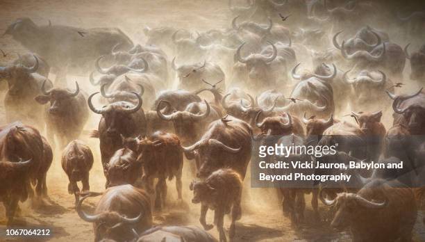 close up artistic view of cape buffalo running at chitake springs, zimbabwe - wild cattle stock-fotos und bilder