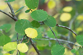 Common aspen, Populus tremula leafs on twig in autumn