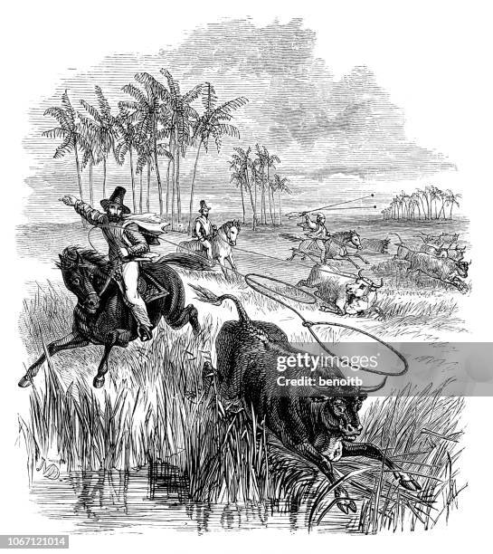 cowboys wrangling bulls in argentina - argentina gaucho stock illustrations