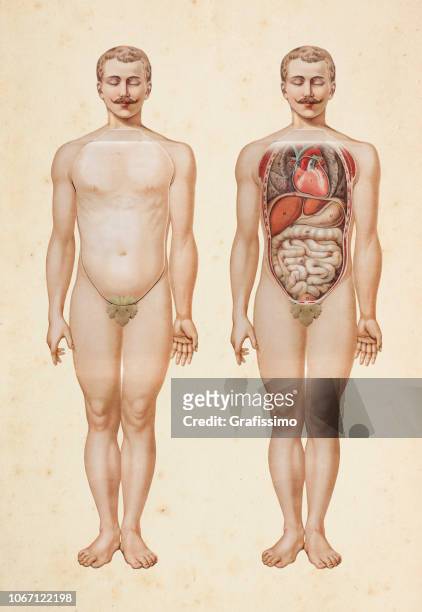 human body with inner organs illustration - human body part stock illustrations
