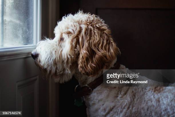 dog looking throw a window - dog waiting stock pictures, royalty-free photos & images