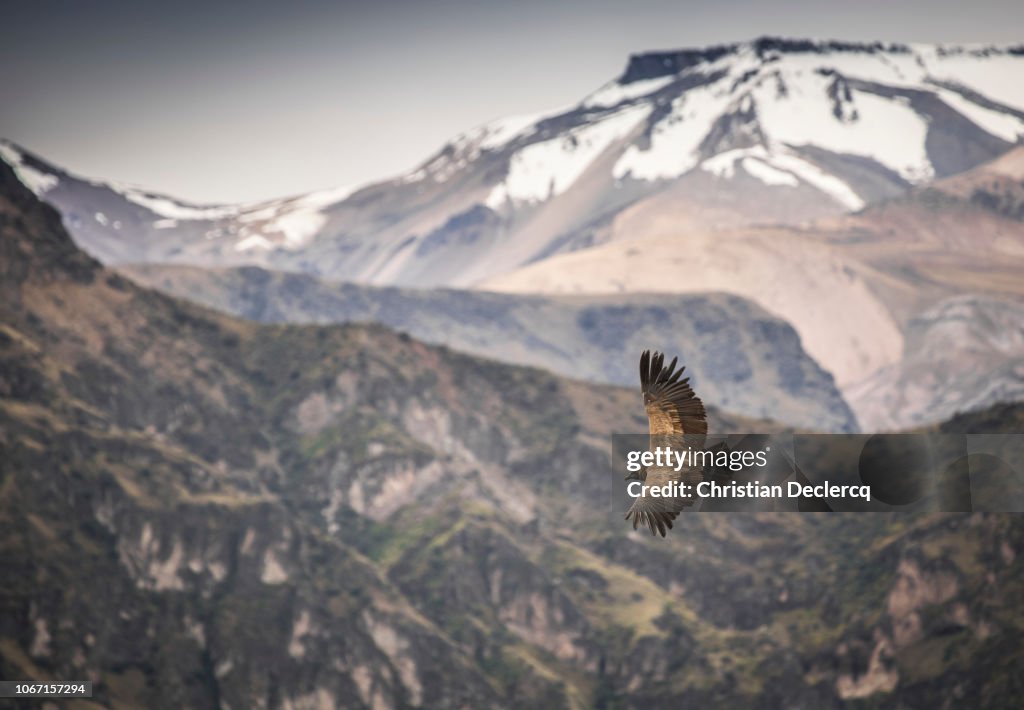 Peru-Arequipa-Salinas y Aguada Blanca-ColcaCanyon