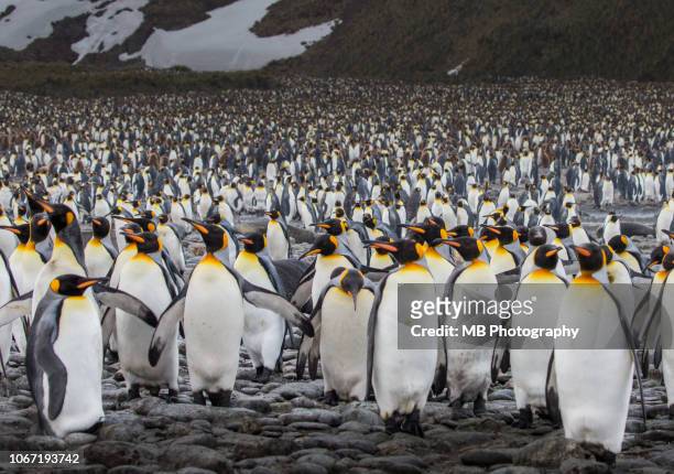king penguins - antarctica penguin stock-fotos und bilder