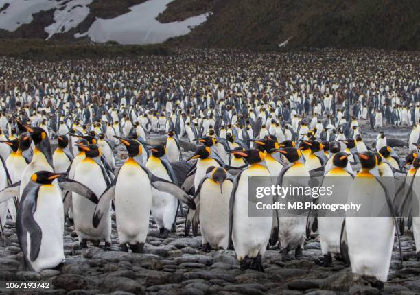 king penguins - waddling stock pictures, royalty-free photos & images