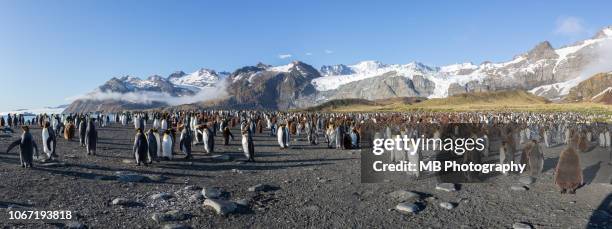 king penguins - king penguin imagens e fotografias de stock