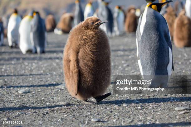 young king penguin - royal penguin stock pictures, royalty-free photos & images