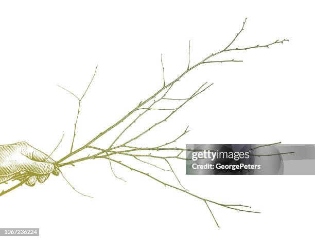 hand holding tree twigs and branch - dried flower stock illustrations