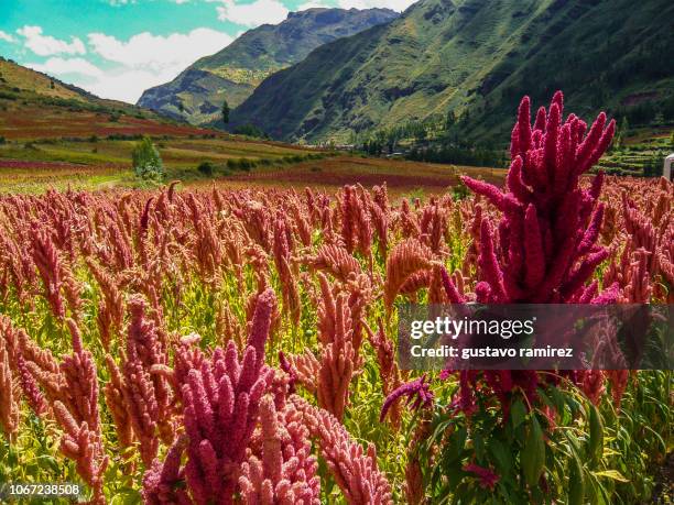 plantations and fields of organic quinoa - quinoa photos et images de collection