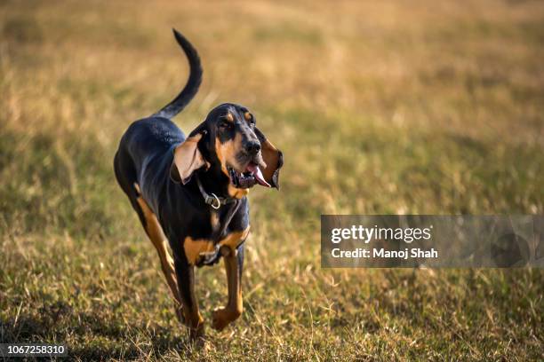 anti poaching dog - bloodhound fotografías e imágenes de stock