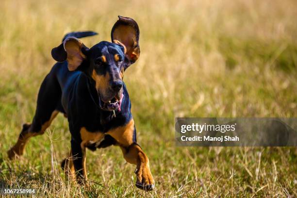 anti poaching dog - bloedhond stockfoto's en -beelden