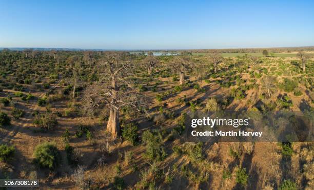 beautiful baobab tree with sun setting in the background, gonarezhou national park, zimbabwe - zimbabwe stock pictures, royalty-free photos & images