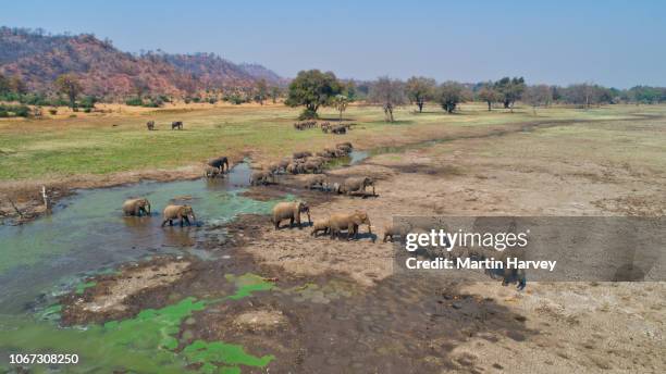 aerial view of a large breeding herd of elephants crossing a shallow river,gonarezhou national park, zimbabwe - repubblica dello zimbabwe foto e immagini stock