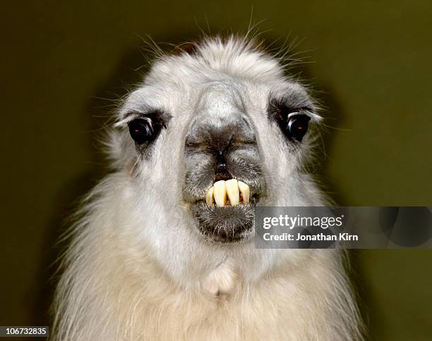 portrait of an angry llama.  - ugly animal stock pictures, royalty-free photos & images
