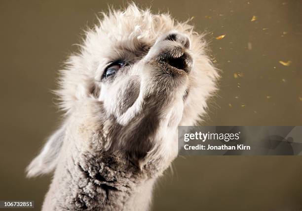 studio image of alpaca spitting.   - llama stock-fotos und bilder