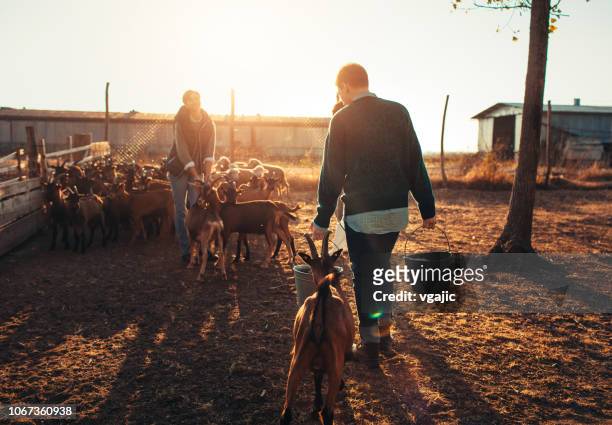 fattoria delle capre - goat foto e immagini stock