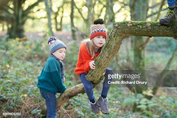 young children climbing an oak tree - kinder wald herbst äste natürlich stock-fotos und bilder