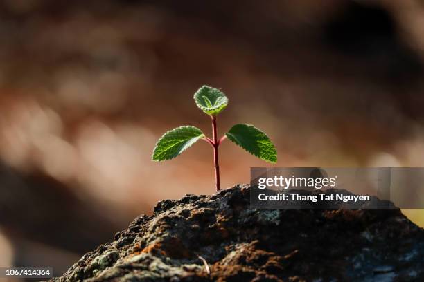 young tree growing in rock - blumenerde stock-fotos und bilder