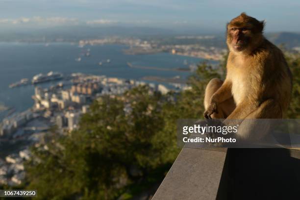 The semi-wild Barbary macaques, an integral feature in Gibraltar's tourism. On Friday, November 30 in Gibraltar.