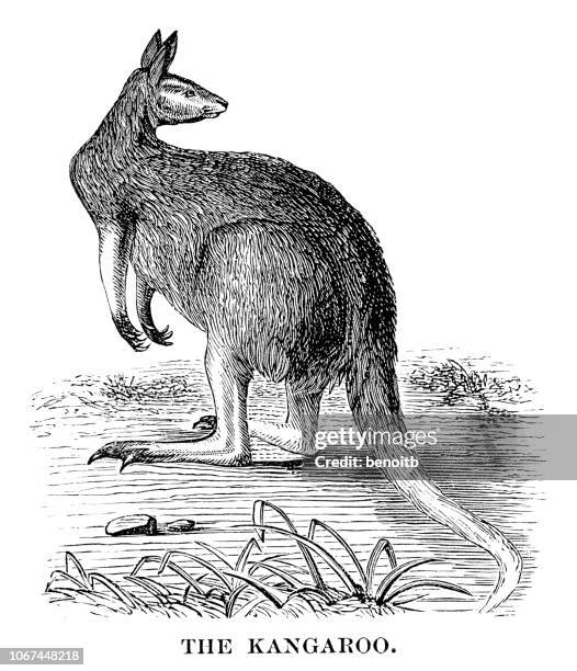 kangaroo - kangaroo stock illustrations