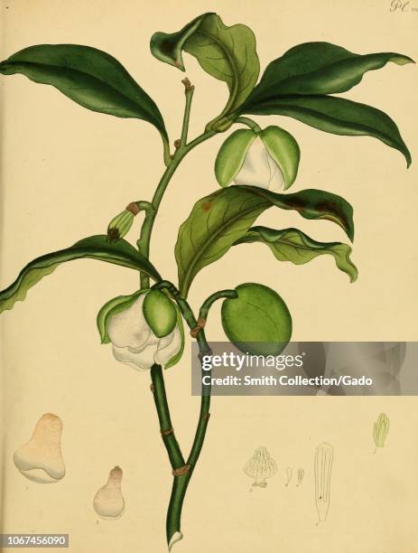 Engraving of the Magnolia Pumila, from the book "The botanist's repository, for new, and rare plants" by Henry Charles Andrews, 1797. Courtesy...