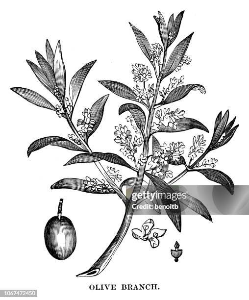 olive branch - olive branch stock illustrations