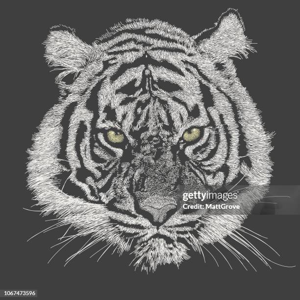 bildbanksillustrationer, clip art samt tecknat material och ikoner med tiger ansikte - animal head