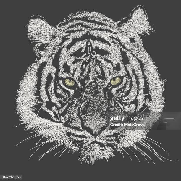 tiger face - animals in the wild stock illustrations