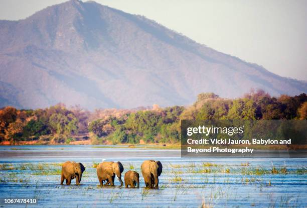 elephants traveling through the zambezi river in mana pools, zimbabwe - zambia foto e immagini stock