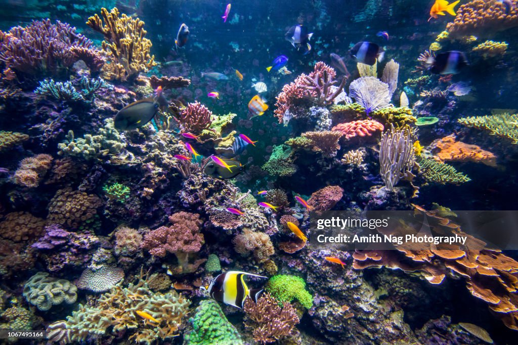 Underwater coral reef fish shoal landscape. Coral reef underwater world
