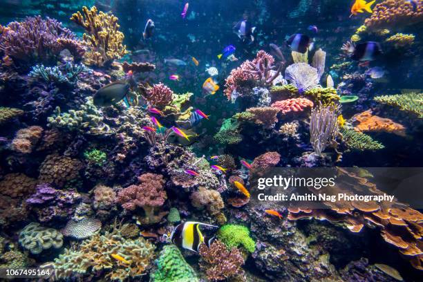 underwater coral reef fish shoal landscape. coral reef underwater world - aquarium plants 個照片及圖片檔